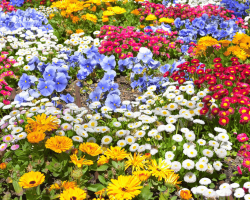 Flowers
