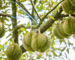 Fruits