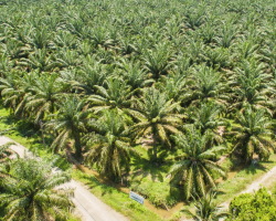 Palm Oil