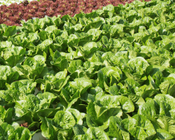 Vegetables
